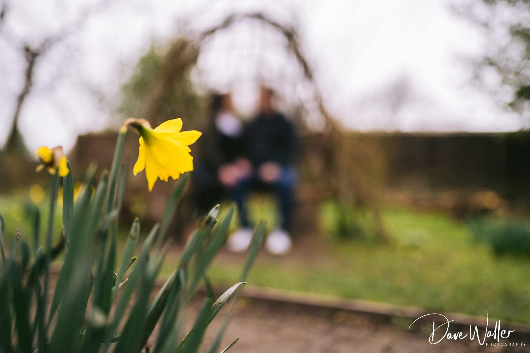A vibrant yellow daffodil in sharp focus, with a blurred background featuring a person sitting tranquilly on an Oakwell Hall garden bench.