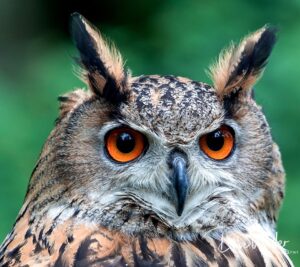 Intense gaze: a close-up of a majestic owl with piercing orange eyes and prominent ear tufts against a blurred green background.