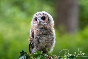 A curious juvenile owl perched on a green branch, attentively observing its surroundings with wide, innocent eyes against a blurred natural background.