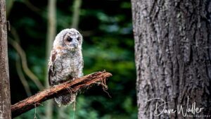 A young owl perched on a branch in a tranquil forest, curiously observing its surroundings.