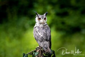 A majestic owl perched stoically on a branch, its striking orange eyes gazing intently into the distance, against a backdrop of lush green foliage.