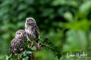 Two curious owls perched atop a leafy green backdrop, attentively observing their surroundings.