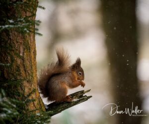 A serene moment captured as a fluffy, reddish-brown squirrel enjoys a snack on a tree branch amid a gentle snowfall, with the soft focus background enhancing the peaceful ambiance of a winter's day.