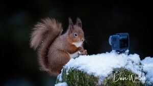 A curious squirrel encounters a small camera on a snowy stump, ready for its close-up.