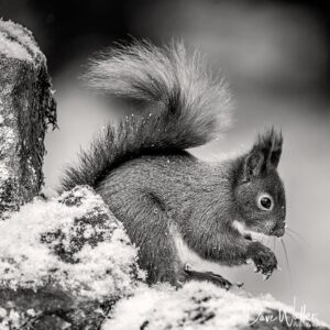 A monochrome image capturing the delicate details of a fluffy squirrel in a snowy setting, as it gently holds onto a morsel of food.