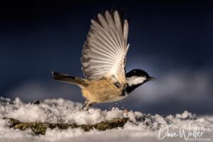 A majestic bird captured in the midst of takeoff, with its wings elegantly spread against the backdrop of a dark blue sky, highlighting the intricate feather details as it prepares to ascend from a snowy perch.