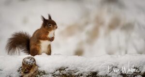 A curious red squirrel stands on a snowy surface, attentively surveying its winter wonderland.