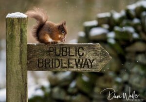 A squirrel perched on a wooden signpost reading "public bridleway," nibbling on a treat against a snowy backdrop.