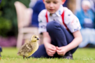 A curious duckling explores the grass as a child kneels in the background, watching with fascination.