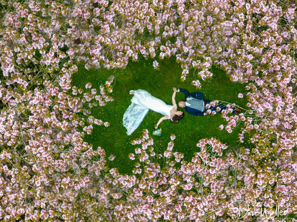 Couple lying among pink cherry blossoms aerial view.