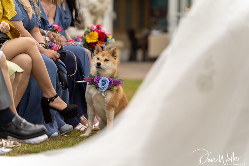 Shiba Inu wearing flowers at wedding ceremony.